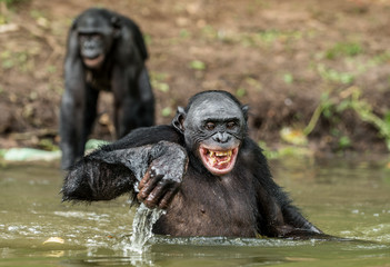 Fototapeta premium Uśmiechnięty Bonobo w wodzie. Bonobo w wodzie z przyjemnością i uśmiechem. Bonobo stojący w stawie szuka owocu, który wpadł do wody. Bonobo (Pan paniscus). Demokratyczna Republika Konga. Afryka