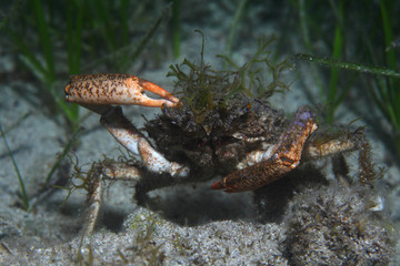 European spider crab