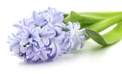 Blue hyacinth.