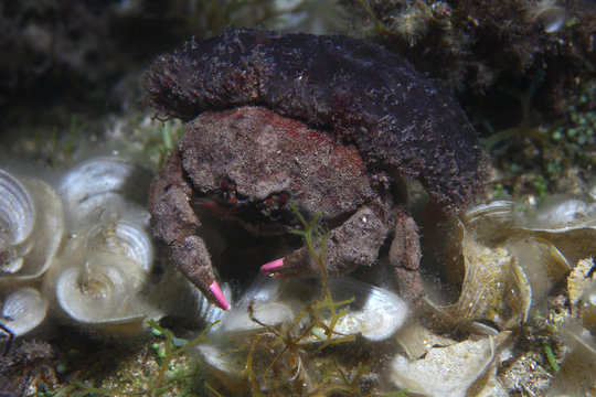 Sponge crab