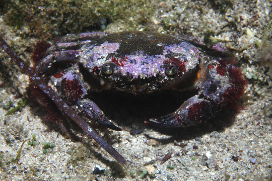 Round crab