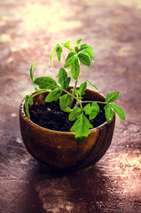 Young seedling tomato