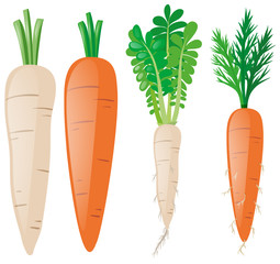 Carrots in different shapes