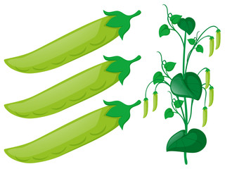 Fototapeta premium Green pea plant on white background