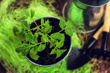 Young seedling tomato