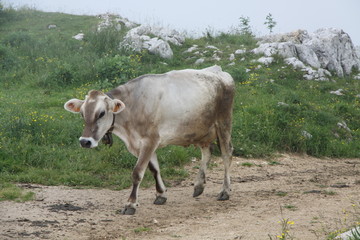 Cow in The Italian Mountains, Trentino, Italy