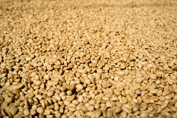 Fresh coffee beans process Sun bath .