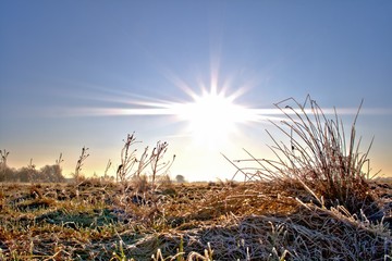 Gras in der Morgensonne