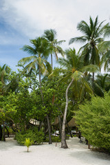 Obraz premium on the beach. Tropical islands