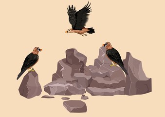 Obraz premium lammergeyer asian eagles on rocks, vector illustration