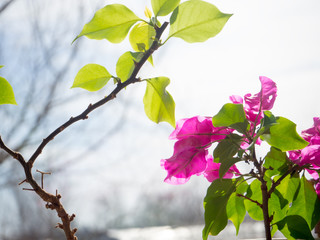 the creative background. the sun's rays fall on the plants