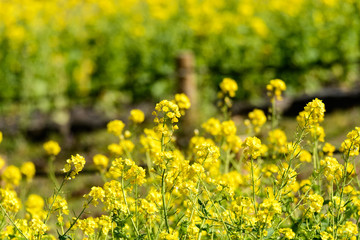 Obraz premium 公園の菜の花