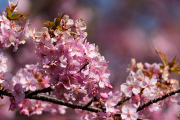 河津桜と青空