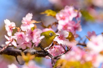 河津桜とメジロ