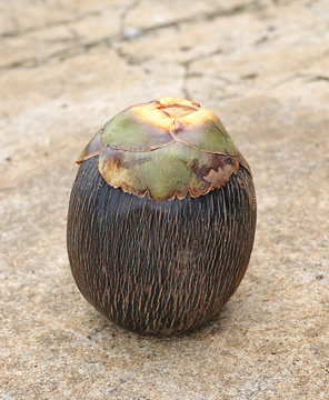 Sugar palm fruit