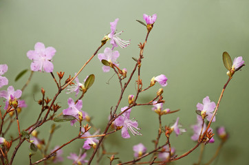 Flowering rhododendron ledebourii in a vase against a green wall background