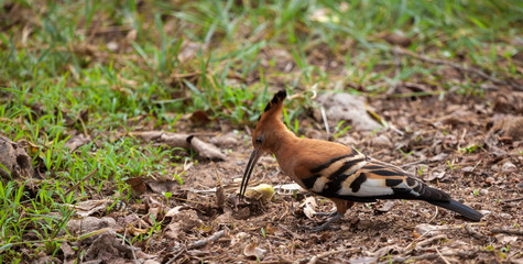 Funny bird in Kenya