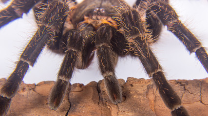 Closeup of mexican spider -tarantula (brachypelma albopilosum)