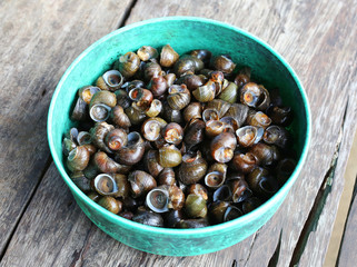Periwinkle raw for curry, thai food.
