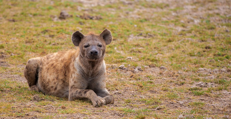 Hyena is lying and watching, on safari in Kenya