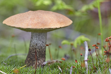 The aspen mushroom grows on a forest glade among a moss