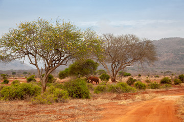 Fototapeta na wymiar Road through the savannah of Kenya with animals and plants
