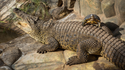 Monkey Park, Tenerife