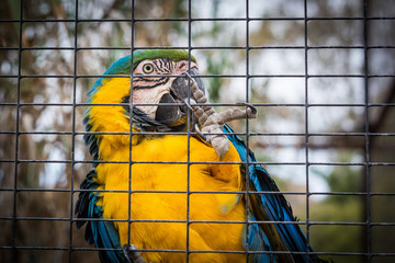 Monkey Park, Tenerife © Roman