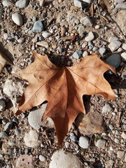 hoja de otoño
