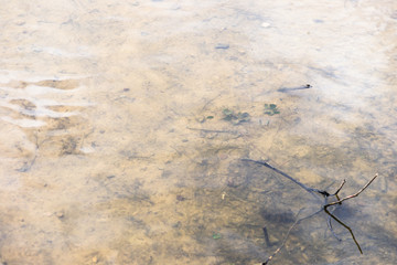 Shallow pond water