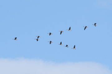 オオヒシクイ(bean goose)