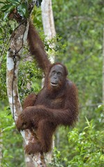 Bornean orangutan under rain on the tree, in  the wild nature. Central Bornean orangutan ( Pongo pygmaeus wurmbii )  in natural habitat. Tropical Rainforest of Borneo. Indonesia
