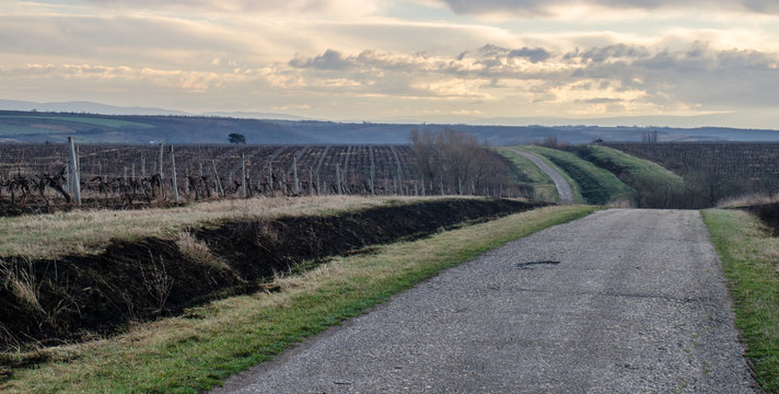 Road through the vineyards in the sunrise © Branimir