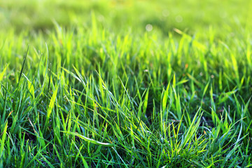 Fresh natural green grass on sunshine, closeup. spring summer eco background.
