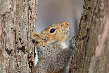 Naklejka na ściany i meble écureuil dans un arbre