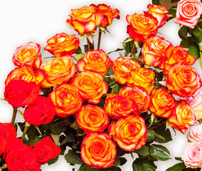 Bright orange roses on a light background