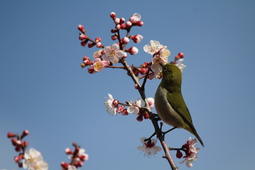 梅の花とメジロ