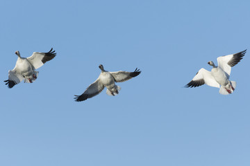 ハクガン(snow goose)