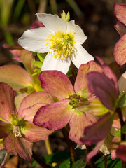Paeonia Hybride