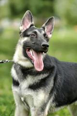 Close Up Alsatian Wolf Dog Or German Shepherd Dog On Green Grass Background. Deutscher Dog.
