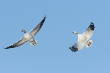 Fototapeta premium ハクガン(snow goose)