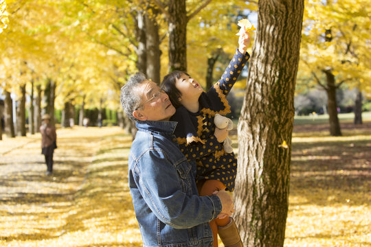 Grandfather and granddaughter looking at Ginkgo tree in autumn