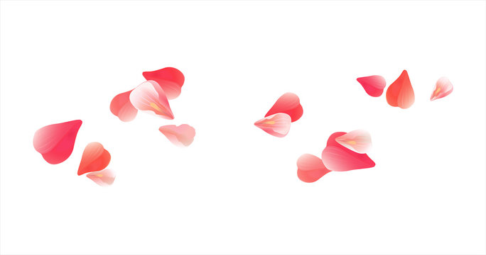 Pink Red flying petals isolated on white. Sakura Roses petals. Vector