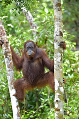 Bornean orangutan under rain on the tree, in  the wild nature. Central Bornean orangutan ( Pongo pygmaeus wurmbii )  in natural habitat. Tropical Rainforest of Borneo. Indonesia