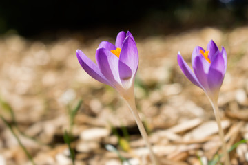 Fototapeta premium Purple crocus - Crocus chrysanthus