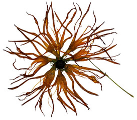 bizarre curved extruded dried lily petals