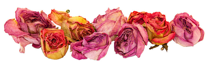 dry delicate rose flowers and leaves  isolated on white