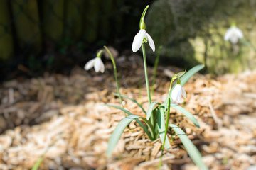 Spring snowdrops
