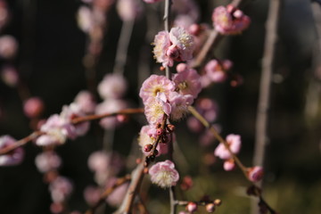 紅梅の花