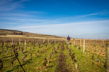 Obraz premium viticulteur dans la vigne